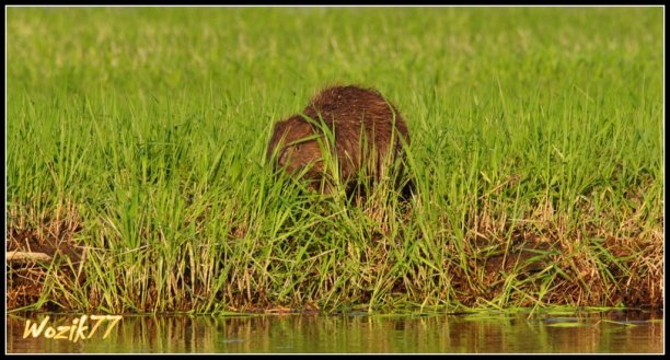 Shrap-Drakers.pl | Shrap Drakers Fishing | Wędkarstwo 