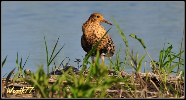 Shrap-Drakers.pl | Shrap Drakers Fishing | Wędkarstwo 