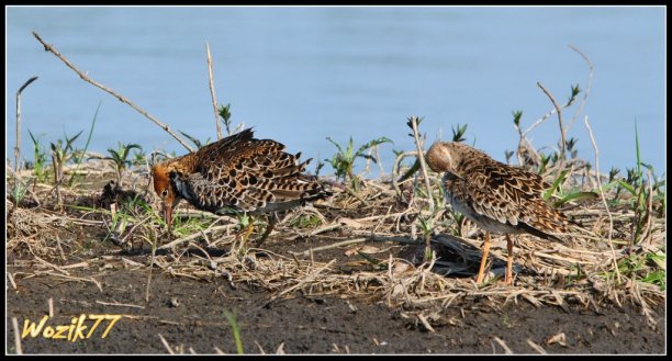 Shrap-Drakers.pl | Shrap Drakers Fishing | Wędkarstwo 