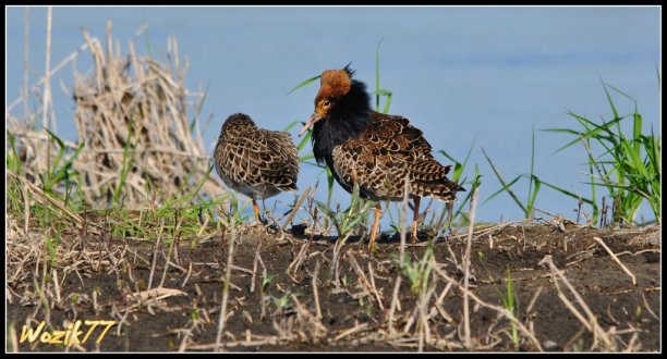 Shrap-Drakers.pl | Shrap Drakers Fishing | Wędkarstwo 
