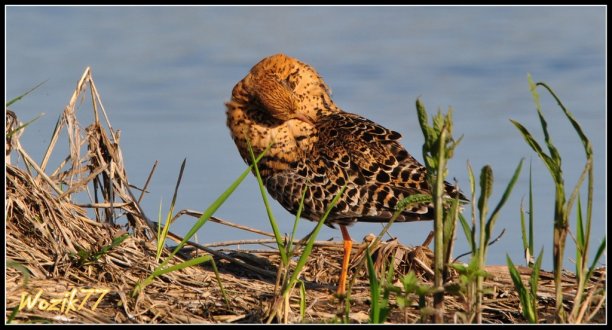 Shrap-Drakers.pl | Shrap Drakers Fishing | Wędkarstwo 