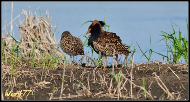 Shrap-Drakers.pl | Shrap Drakers Fishing | Wędkarstwo 
