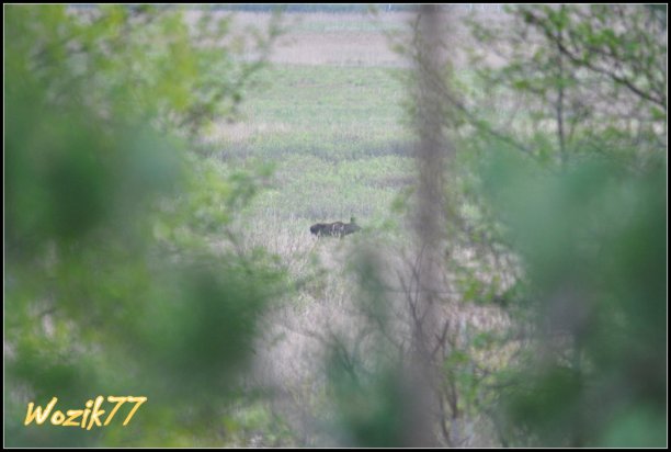 Shrap-Drakers.pl | Shrap Drakers Fishing | Wędkarstwo 