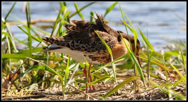 Shrap-Drakers.pl | Shrap Drakers Fishing | Wędkarstwo 