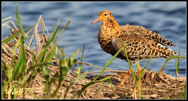 Shrap-Drakers.pl | Shrap Drakers Fishing | Wędkarstwo 