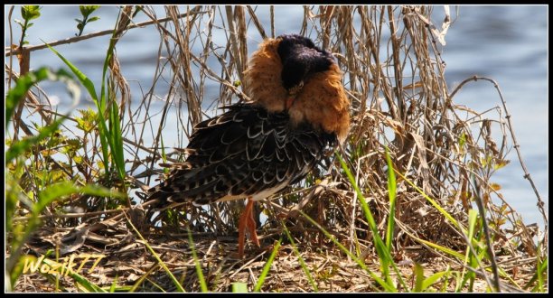 Shrap-Drakers.pl | Shrap Drakers Fishing | Wędkarstwo 
