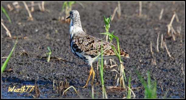 Shrap-Drakers.pl | Shrap Drakers Fishing | Wędkarstwo 