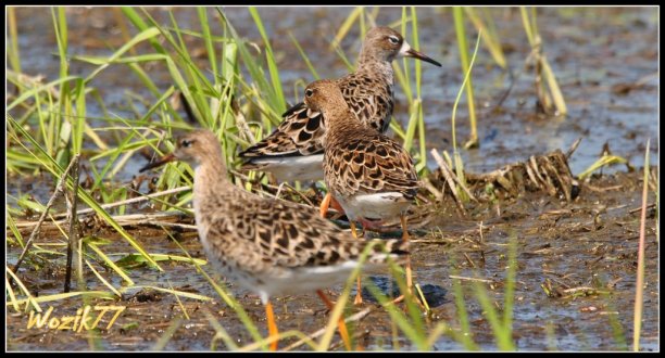 Shrap-Drakers.pl | Shrap Drakers Fishing | Wędkarstwo 