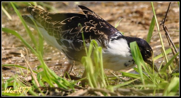 Shrap-Drakers.pl | Shrap Drakers Fishing | Wędkarstwo 