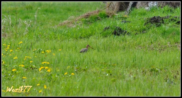 Shrap-Drakers.pl | Shrap Drakers Fishing | Wędkarstwo 
