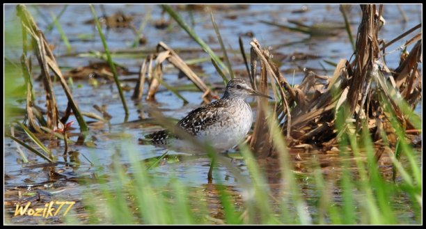 Shrap-Drakers.pl | Shrap Drakers Fishing | Wędkarstwo 