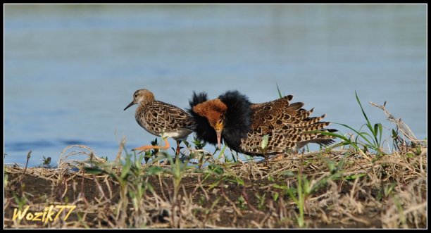Shrap-Drakers.pl | Shrap Drakers Fishing | Wędkarstwo 