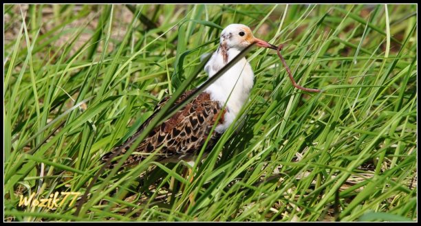 Shrap-Drakers.pl | Shrap Drakers Fishing | Wędkarstwo 