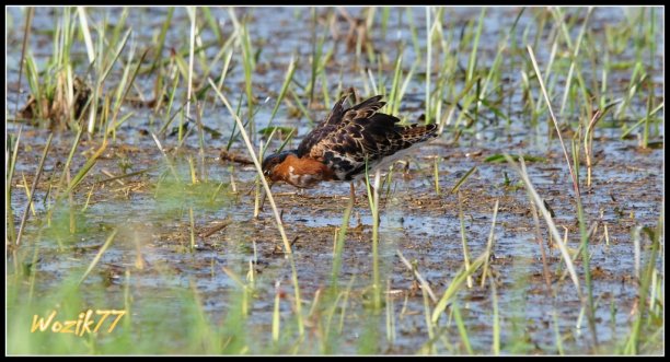 Shrap-Drakers.pl | Shrap Drakers Fishing | Wędkarstwo 