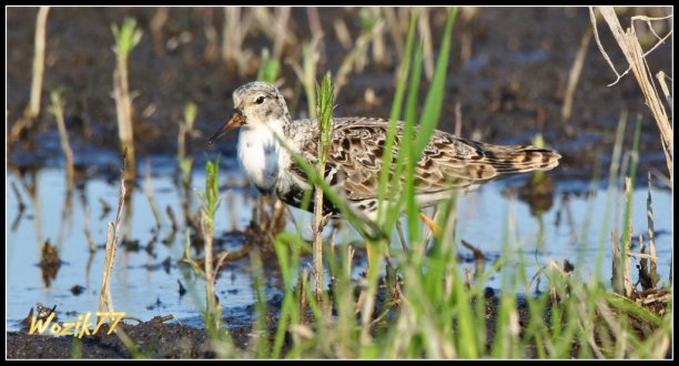 Shrap-Drakers.pl | Shrap Drakers Fishing | Wędkarstwo 