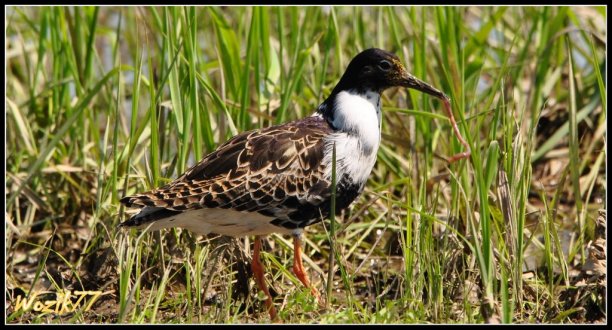 Shrap-Drakers.pl | Shrap Drakers Fishing | Wędkarstwo 
