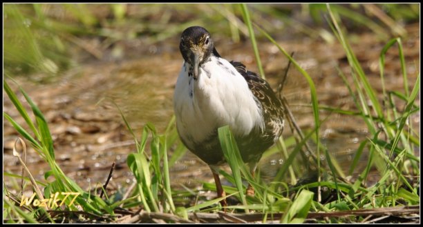 Shrap-Drakers.pl | Shrap Drakers Fishing | Wędkarstwo 