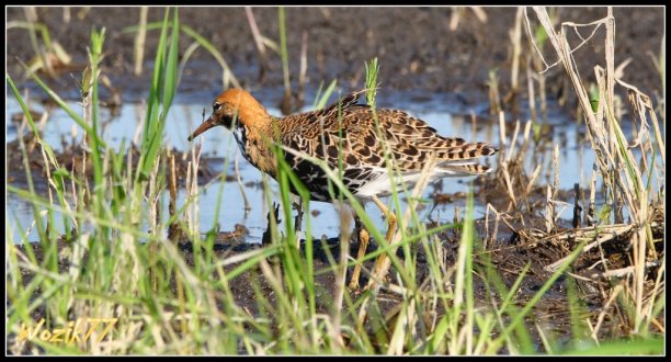 Shrap-Drakers.pl | Shrap Drakers Fishing | Wędkarstwo 