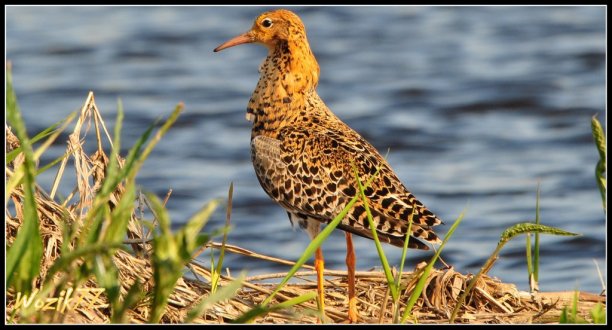 Shrap-Drakers.pl | Shrap Drakers Fishing | Wędkarstwo 