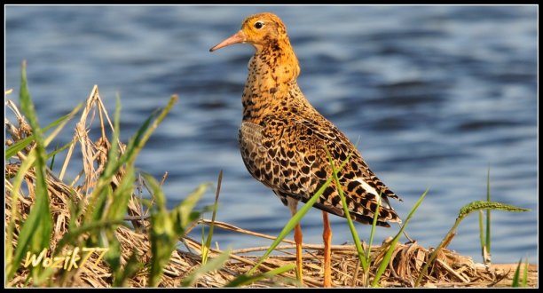 Shrap-Drakers.pl | Shrap Drakers Fishing | Wędkarstwo 