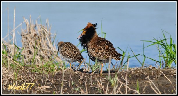 Shrap-Drakers.pl | Shrap Drakers Fishing | Wędkarstwo 