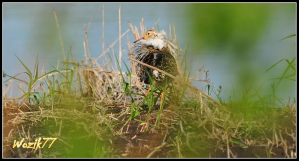 Shrap-Drakers.pl | Shrap Drakers Fishing | Wędkarstwo 
