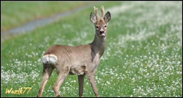 Shrap-Drakers.pl | Shrap Drakers Fishing | Wędkarstwo 