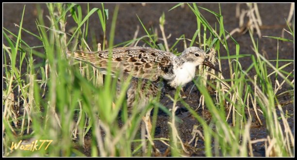 Shrap-Drakers.pl | Shrap Drakers Fishing | Wędkarstwo 