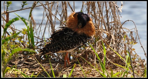 Shrap-Drakers.pl | Shrap Drakers Fishing | Wędkarstwo 