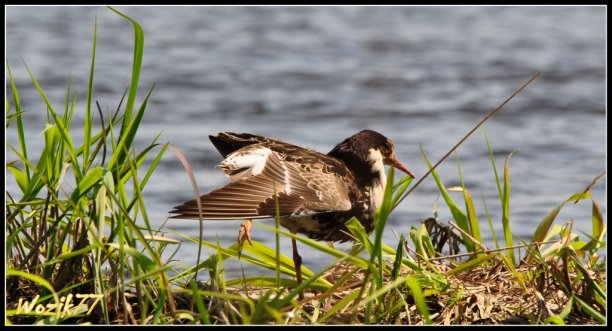 Shrap-Drakers.pl | Shrap Drakers Fishing | Wędkarstwo 