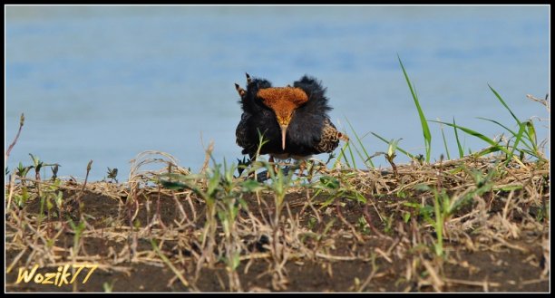 Shrap-Drakers.pl | Shrap Drakers Fishing | Wędkarstwo 