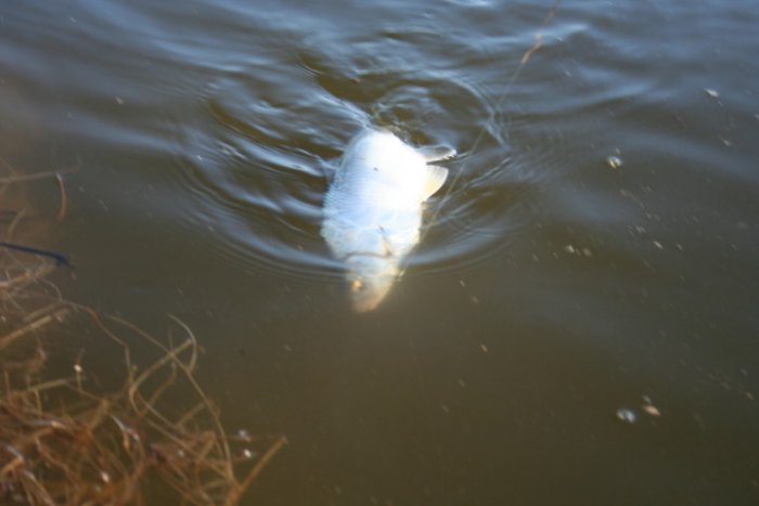 Shrap-Drakers.pl | Shrap Drakers Fishing | Wędkarstwo 