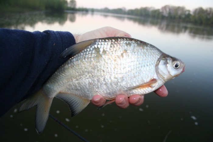 Shrap-Drakers.pl | Shrap Drakers Fishing | Wędkarstwo 