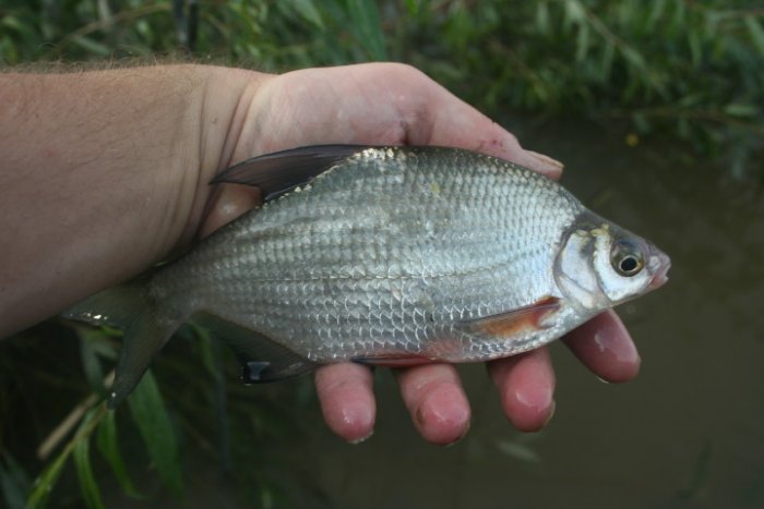 Shrap-Drakers.pl | Shrap Drakers Fishing | Wędkarstwo 