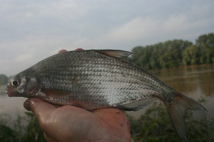 Shrap-Drakers.pl | Shrap Drakers Fishing | Wędkarstwo 