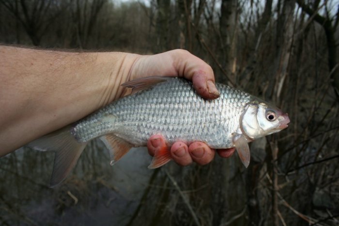 Shrap-Drakers.pl | Shrap Drakers Fishing | Wędkarstwo 