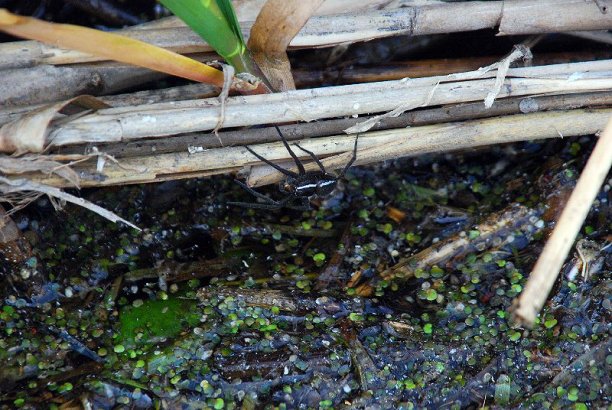 Shrap-Drakers.pl | Shrap Drakers Fishing | Wędkarstwo 