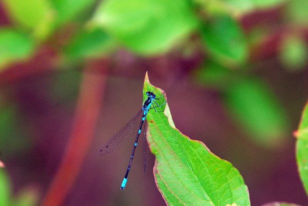 Shrap-Drakers.pl | Shrap Drakers Fishing | Wędkarstwo 