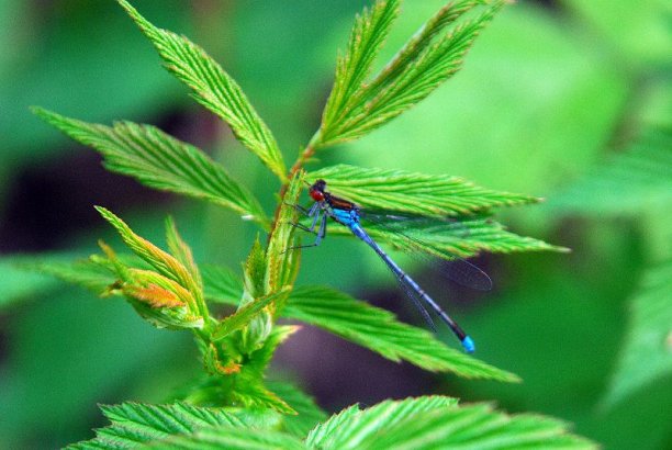 Shrap-Drakers.pl | Shrap Drakers Fishing | Wędkarstwo 