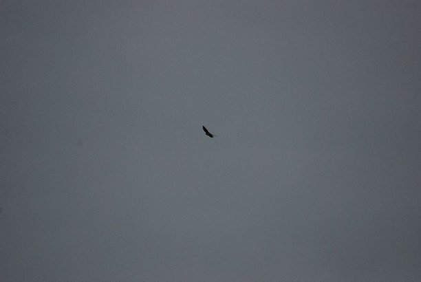 Shrap-Drakers.pl | Shrap Drakers Fishing | Wędkarstwo 