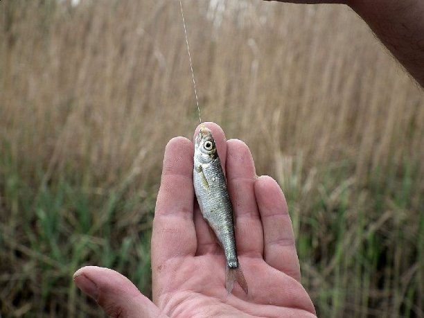 Shrap-Drakers.pl | Shrap Drakers Fishing | Wędkarstwo 