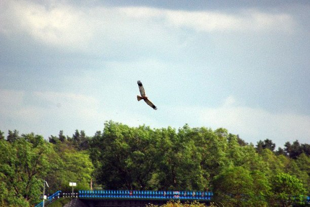 Shrap-Drakers.pl | Shrap Drakers Fishing | Wędkarstwo 