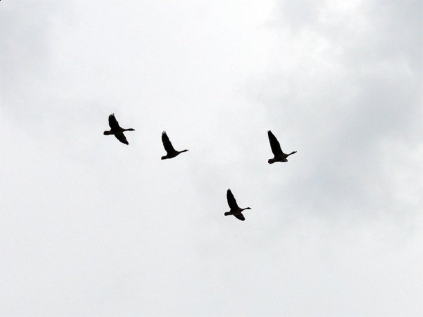 Shrap-Drakers.pl | Shrap Drakers Fishing | Wędkarstwo 