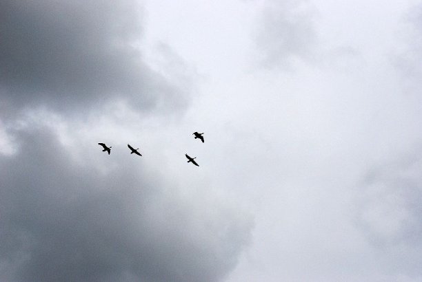 Shrap-Drakers.pl | Shrap Drakers Fishing | Wędkarstwo 