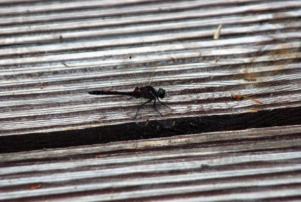 Shrap-Drakers.pl | Shrap Drakers Fishing | Wędkarstwo 