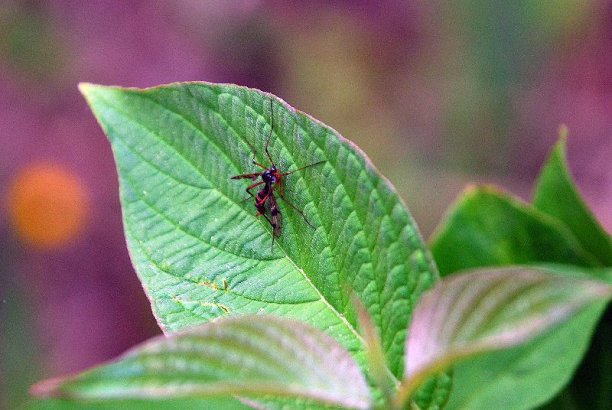 Shrap-Drakers.pl | Shrap Drakers Fishing | Wędkarstwo 