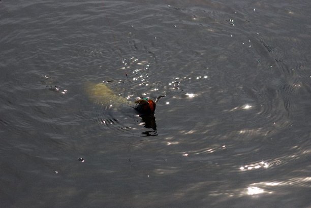 Shrap-Drakers.pl | Shrap Drakers Fishing | Wędkarstwo 