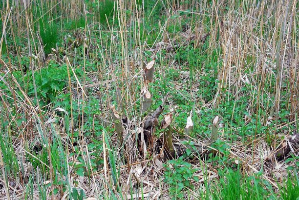 Shrap-Drakers.pl | Shrap Drakers Fishing | Wędkarstwo 