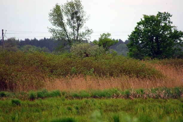 Shrap-Drakers.pl | Shrap Drakers Fishing | Wędkarstwo 