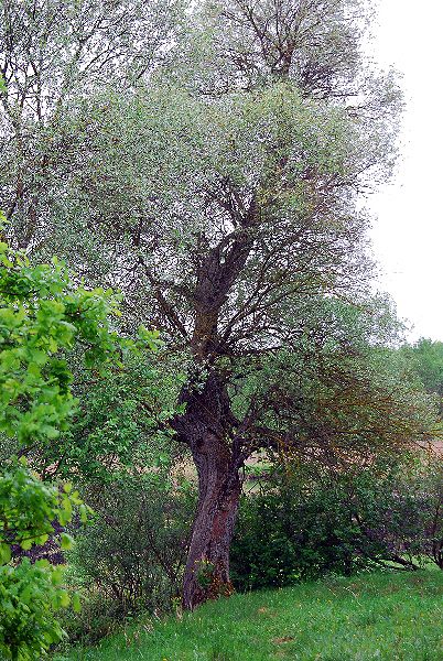 Shrap-Drakers.pl | Shrap Drakers Fishing | Wędkarstwo 